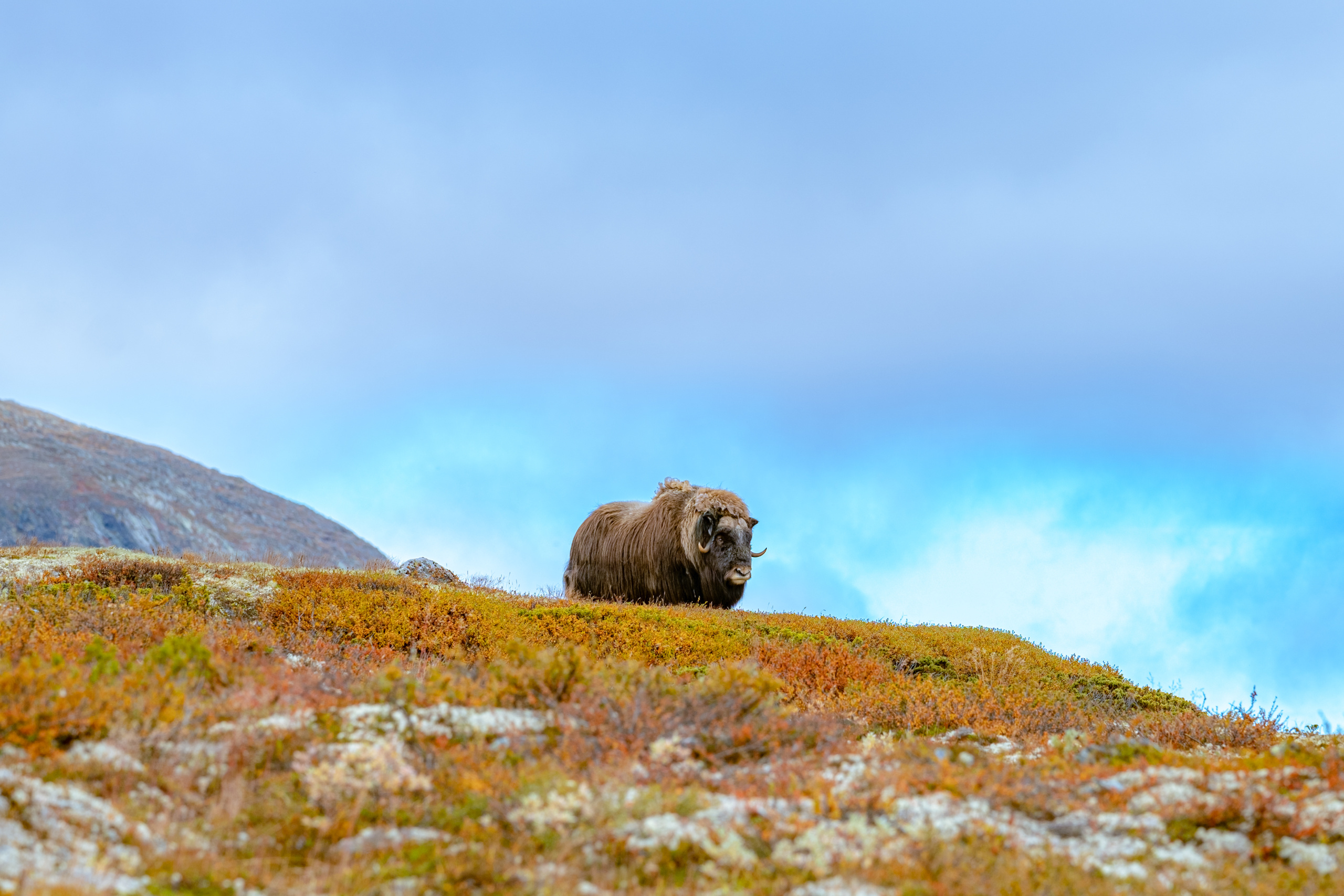 Moskus på Dovrefjellet